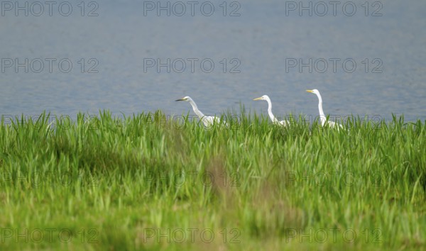 Great White Egret (Ardea alba), three birds foraging in a wetland, water surface and green wet meadow, Lower Saxony, Germany
