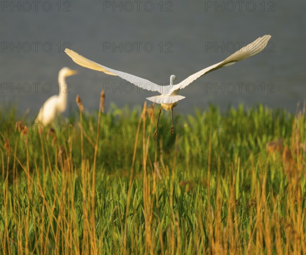 Great White Egret (Ardea alba) taking off, wetland, water surface and green wet meadow, Lower Saxony, Germany