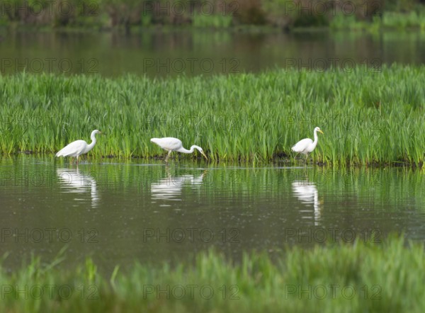 Great White Egret (Ardea alba), three birds foraging in a wetland, water surface and green wet meadow, Lower Saxony, Germany