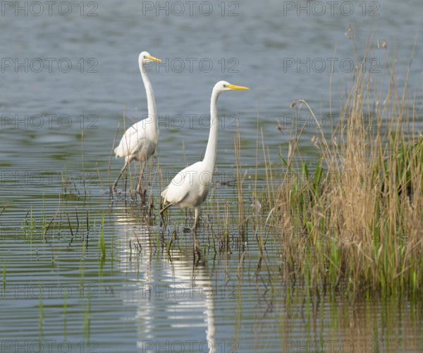 Great White Egret (Ardea alba), two birds foraging in a wetland, water surface and green wet meadow, Lower Saxony, Germany