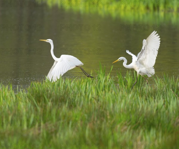 Great White Egret (Ardea alba), two birds with outstretched wings looking for food in a wetland, water surface and green wet meadow, Lower Saxony, Germany