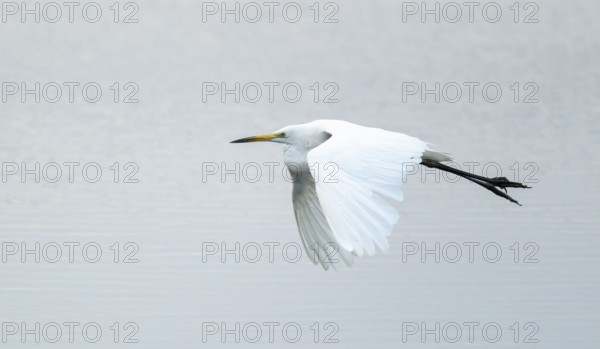 Great White Egret (Ardea alba) flying over a water surface, Lower Saxony, Germany