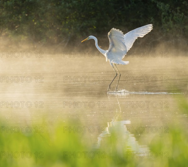 Great White Egret (Ardea alba) in flight over an area of water in a wetland, fog, Lower Saxony, Germany