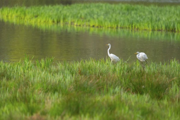 Great White Egret (Ardea alba), two birds foraging in a wetland, water surface and green wet meadow, Lower Saxony, Germany