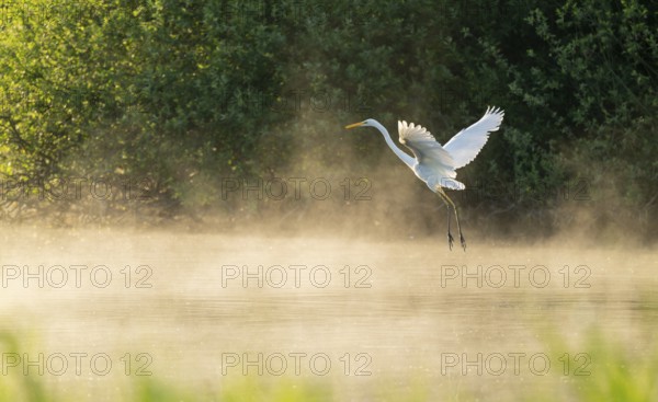 Great White Egret (Ardea alba) in flight over an area of water in a wetland, fog, Lower Saxony, Germany