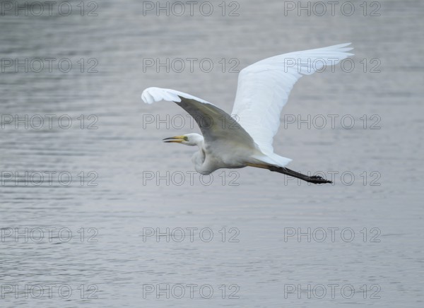 Great White Egret (Ardea alba) flying over a water surface, Lower Saxony, Germany