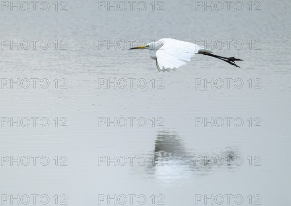Great White Egret (Ardea alba) flying over a water surface, Lower Saxony, Germany