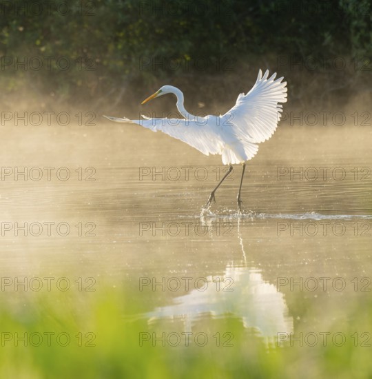 Great White Egret (Ardea alba) in flight over an area of water in a wetland, fog, Lower Saxony, Germany