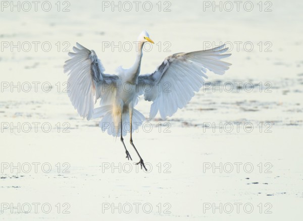 Great White Egret (Ardea alba) with outstretched wings approaching the shallow water zone in a wetland, Lower Saxony, Germany