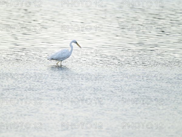 Great Egret (Ardea alba) standing in the shallow water zone of a wetland, looking for food, Lower Saxony, Germany