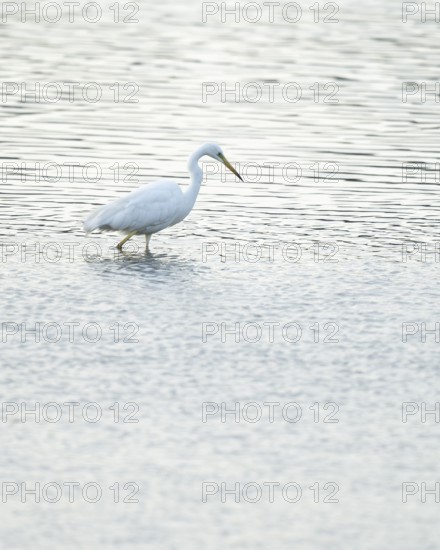 Great Egret (Ardea alba) standing in the shallow water zone of a wetland, looking for food, Lower Saxony, Germany