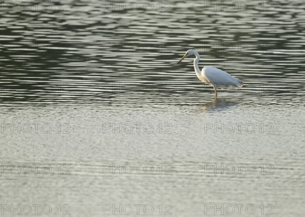 Great Egret (Ardea alba) standing in the shallow water zone of a wetland, looking for food, Lower Saxony, Germany
