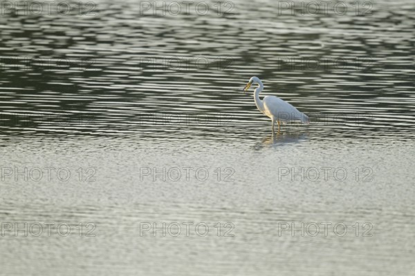 Great Egret (Ardea alba) standing in the shallow water zone of a wetland, looking for food, Lower Saxony, Germany
