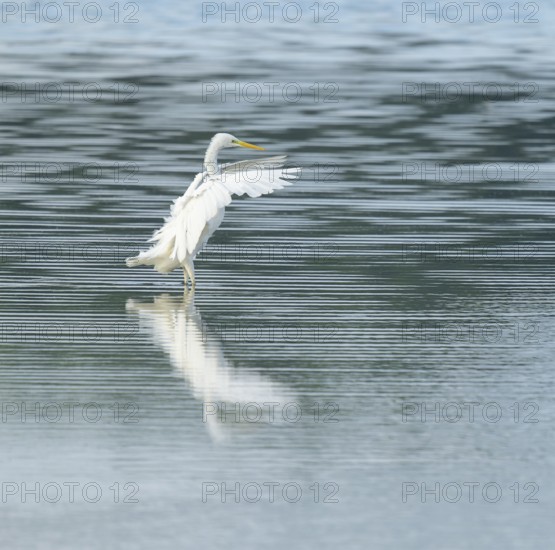 Great Egret (Ardea alba) stands with open wings in the shallow water zone of a wetland, looking for food, Lower Saxony, Germany