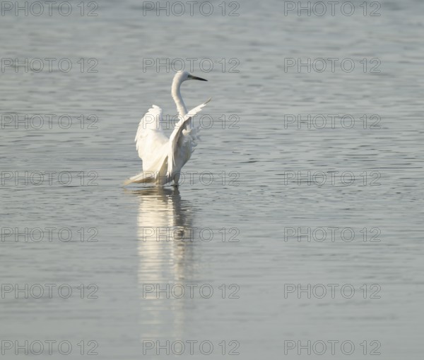 Great White Egret (Ardea alba) standing with open wings in the shallow water zone of a wetland, looking for food, Lower Saxony, Germany