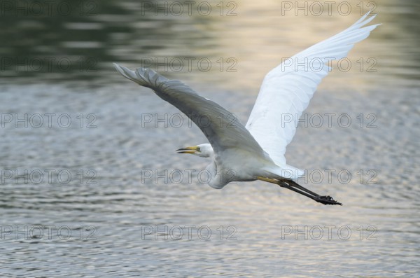Great White Egret (Ardea alba) flying over a water surface, Lower Saxony, Germany