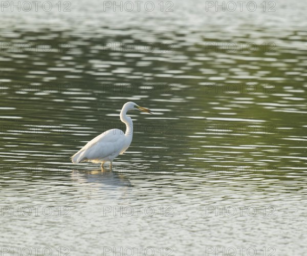 Great Egret (Ardea alba) standing in the shallow water zone of a wetland, looking for food, Lower Saxony, Germany