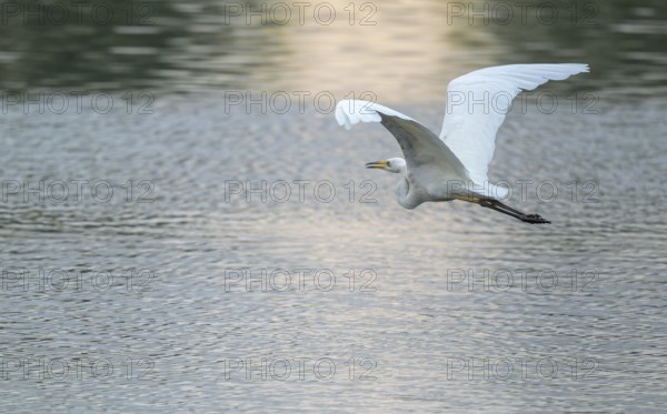 Great White Egret (Ardea alba) flying over a water surface, Lower Saxony, Germany