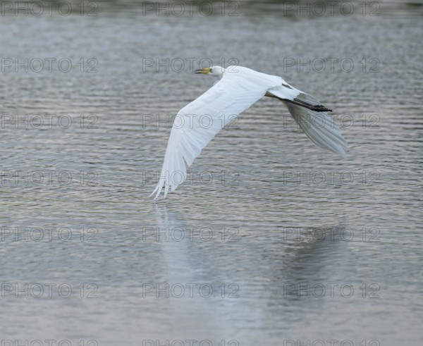 Great White Egret (Ardea alba) flying over a water surface, Lower Saxony, Germany