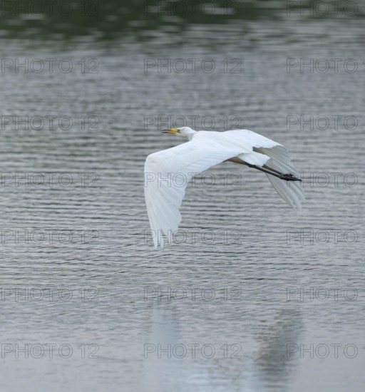 Great White Egret (Ardea alba) flying over a water surface, Lower Saxony, Germany