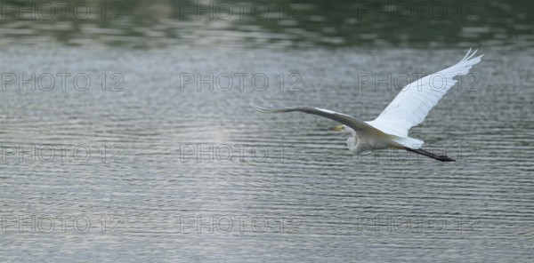 Great White Egret (Ardea alba) flying over a water surface, Lower Saxony, Germany