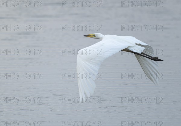 Great White Egret (Ardea alba) flying over a water surface, Lower Saxony, Germany