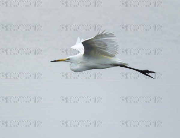 Great White Egret (Ardea alba) flying over a water surface, Lower Saxony, Germany