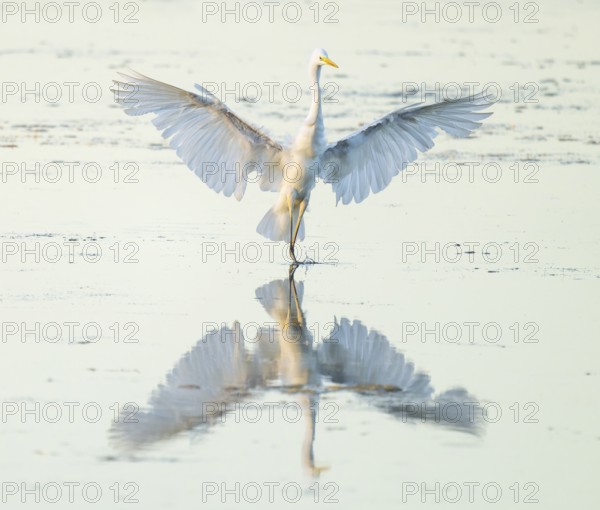 Great White Egret (Ardea alba) with outstretched wings approaching the shallow water zone in a wetland, Lower Saxony, Germany