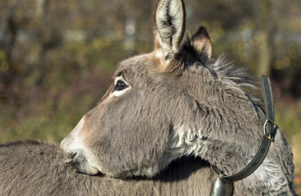 Domestic donkey (Equus asinus asinus) scratches its back, Switzerland