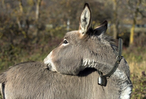 Domestic donkey (Equus asinus asinus) scratches its back, Switzerland