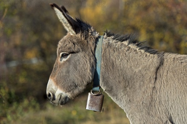 Portrait, domestic donkey (Equus asinus asinus), Switzerland