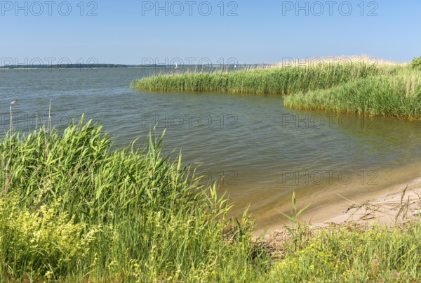 Shore zone overgrown with reed grass on the Achterwasser, nature reserve Südspitze Gnitz, Usedom Island, Mecklenburg-Western Pomerania, Germany