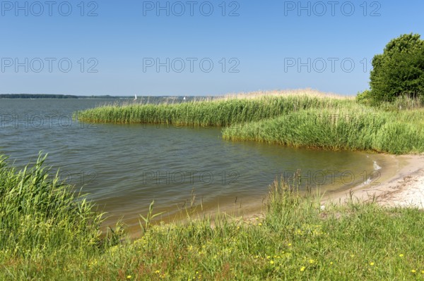 Shore zone overgrown with reed grass on the Achterwasser, nature reserve Südspitze Gnitz, Usedom Island, Mecklenburg-Western Pomerania, Germany
