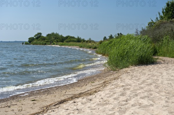 Shore zone with sandy beach on the Achterwasser, nature reserve Südspitze Gnitz, Usedom Island, Mecklenburg-Western Pomerania, Germany