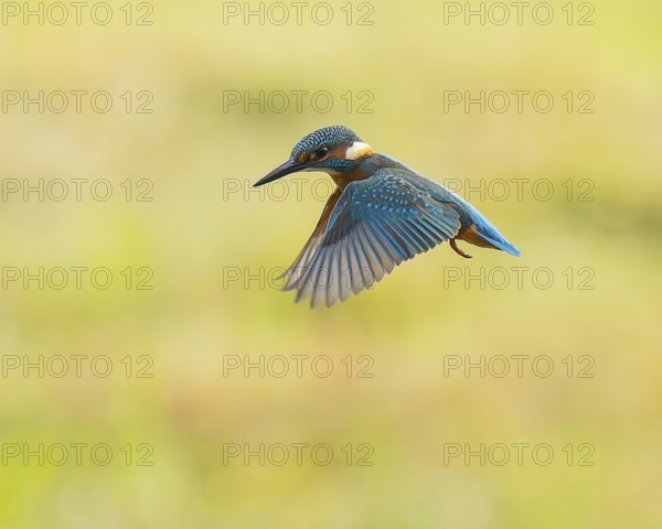 Kingfisher (Alcedo atthis) in flight, shaking, shaking flight, Lower Saxony, Germany