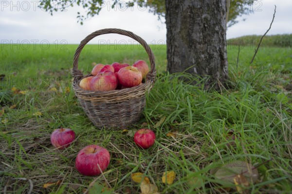 Willow basket with Jakob fisherman apples, Jakob fisherman, apple variety, fruit, apple strudel, apple pie, apple sauce, fruit, autumn, harvest, fruit harvest, Michelfeld, Hohenlohe, Germany