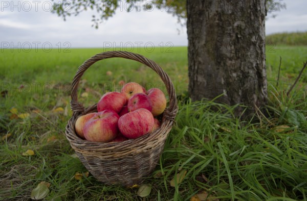 Willow basket with Jakob fisherman apples, Jakob fisherman, apple variety, fruit, apple strudel, apple pie, apple sauce, fruit, autumn, harvest, fruit harvest, Michelfeld, Hohenlohe, Germany