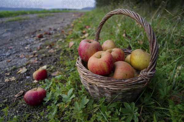 Wicker basket with Boskoop apple, Boskop, Boskop apple, apple variety, fruit, apple strudel, apple pie, apple sauce, fruit, autumn, harvest, fruit harvest, Schwäbisch Malus halliana, Hohenlohe, Germany