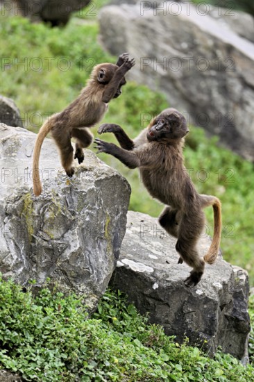 Djelada or blood-breasted baboon (Theropithecus gelada), old animal with young playing on rock, captive, Switzerland