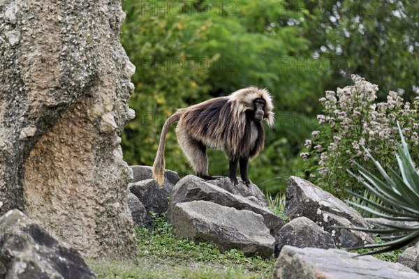 Djelada or blood-breasted baboon (Theropithecus gelada), male, standing on rock, captive, Switzerland