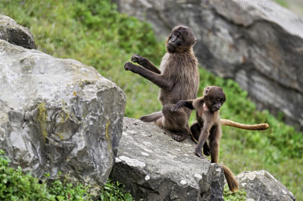 Djelada or blood-breasted baboon (Theropithecus gelada), old animal with young sitting on a rock, captive, Switzerland