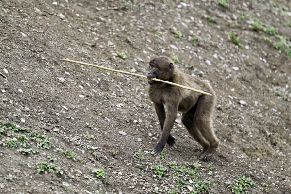 Young jelada or blood-breasted baboon (Theropithecus gelada), with branch in mouth, captive, Switzerland