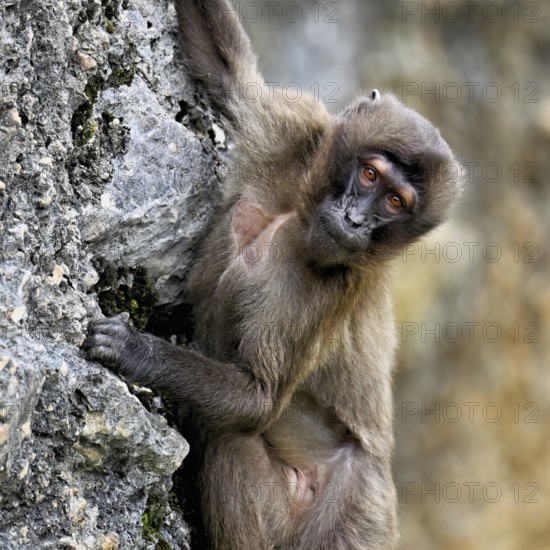 Djelada or blood-breasted baboon (Theropithecus gelada), old animal climbing on rock, captive, Switzerland