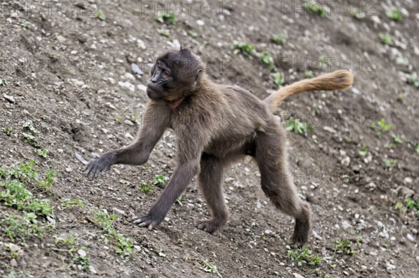 Young jelada or blood-breasted baboon (Theropithecus gelada), running, captive, Switzerland