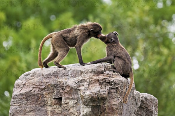 Two djeladas or blood-breasted baboons (Theropithecus gelada), in a playful fight on rock, captive, Switzerland