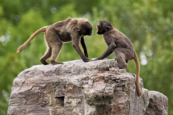 Two djeladas or blood-breasted baboons (Theropithecus gelada), in a playful fight on rock, captive, Switzerland