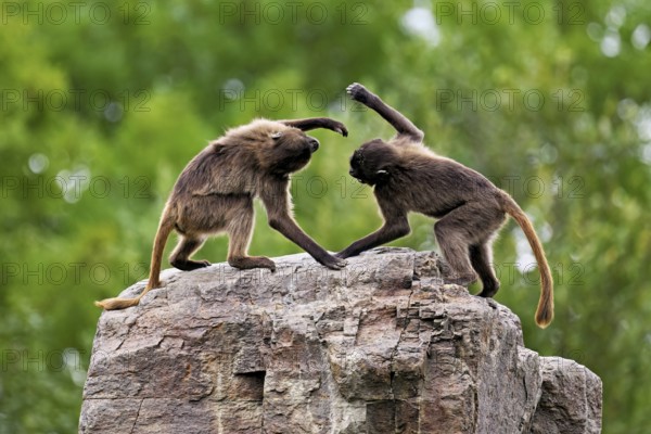 Two djeladas or blood-breasted baboons (Theropithecus gelada), in a playful fight on rock, captive, Switzerland