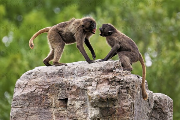 Two djeladas or blood-breasted baboons (Theropithecus gelada), in a playful fight on rock, captive, Switzerland