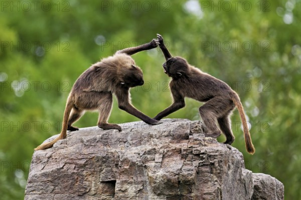 Two djeladas or blood-breasted baboons (Theropithecus gelada), in a playful fight on rock, captive, Switzerland