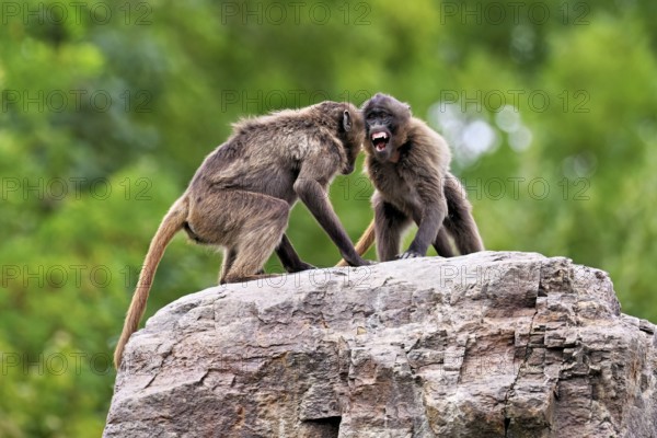 Two djeladas or blood-breasted baboons (Theropithecus gelada), in a playful fight on rock, captive, Switzerland